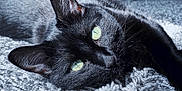 Bella Booski is registered to the contest to win money with this photo: animal, black_cat, blanket, cat, close_up, cozy, cute, feline, fur, green_eyes, home, indoor, laying_down, pet, portrait, relaxing, sleepy, soft_light, texture, whiskers