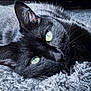 Bella Booski is registered to the contest to win money with this photo: cat, black_cat, pet, animal, close_up, green_eyes, fur, whiskers, relaxing, blanket, texture, indoor, cozy, laying_down, cute, portrait, soft_light, sleepy, feline, home