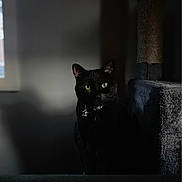 Bella Booski joined the competition — help win amazing prizes! black_cat, cat, pet, animal, indoor, dark, shadow, portrait, feline, green_eyes, collar, quiet, mysterious, window_light, furniture, scratching_post, soft_texture, still_life, domestic, calm