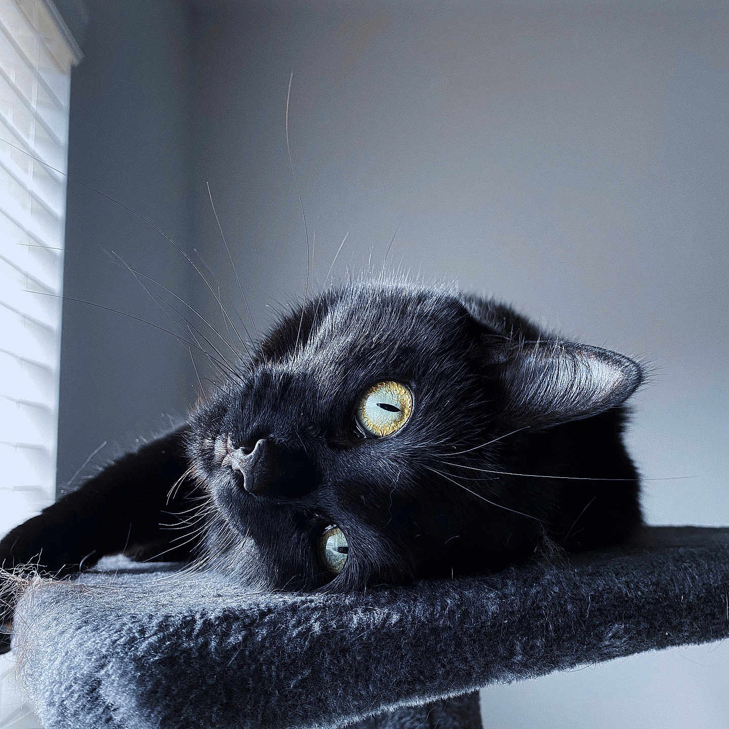 Bella Booski joined the competition — help win amazing prizes! animal, black_cat, blinds, cat, cat_tree, close_up, cute, domestic_cat, feline, fur, gray_wall, indoor, pet, relaxed, resting, soft_light, texture, whiskers, window, yellow_eyes