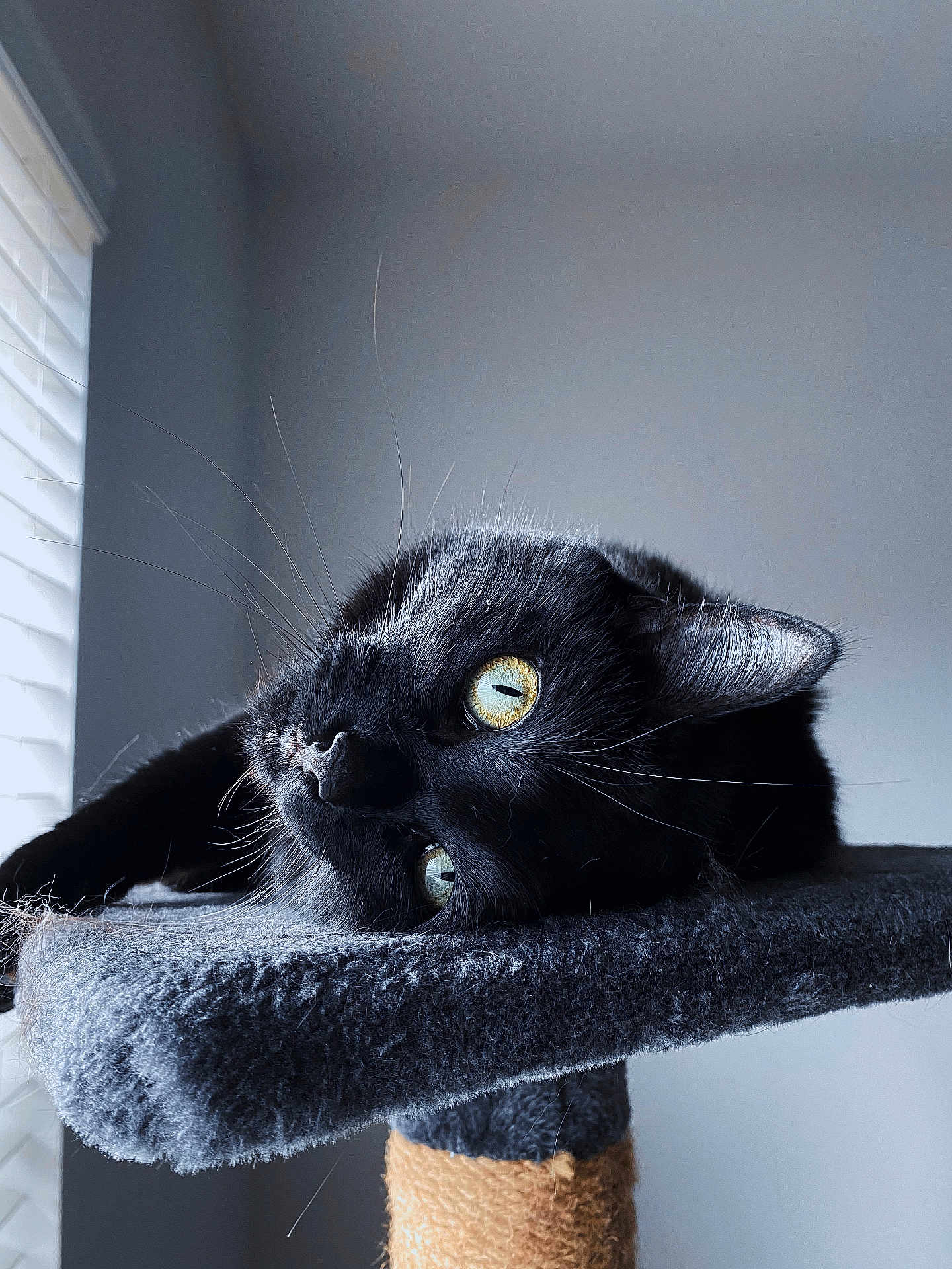 Bella Booski joined the competition — help win amazing prizes! cat, black_cat, yellow_eyes, cat_tree, feline, whiskers, indoor, window, blinds, gray_wall, soft_light, relaxed, pet, animal, close_up, texture, fur, resting, domestic_cat, cute