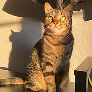 Titou participe au concours pour gagner de l'argent avec cette photo : animal, cat, clothing, cozy, domestic_cat, feline, footwear, household, indoor, jacket, nike_shoes, pet, shadow, sitting, striped_fur, sunlight, tabby_cat, wall, wooden_shelf, yellow_eyes