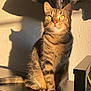 animal, cat, clothing, cozy, domestic_cat, feline, footwear, household, indoor, jacket, nike_shoes, pet, shadow, sitting, striped_fur, sunlight, tabby_cat, wall, wooden_shelf, yellow_eyes