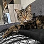 animal, blanket, cat, couch, cozy, ears, expression, face, fur, furniture, green_eyes, home, indoor, pattern, paw, pet, relaxed, resting, tabby, whiskers