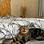 Titou a rejoint le concours — aidez-le/la à gagner de superbes lots ! animal, bed, bedroom, cat, cozy, curtain, cushion, decor, feline, fur, gray, home, indoor, paws, pet, plant, relaxed, tabby, whiskers, wood