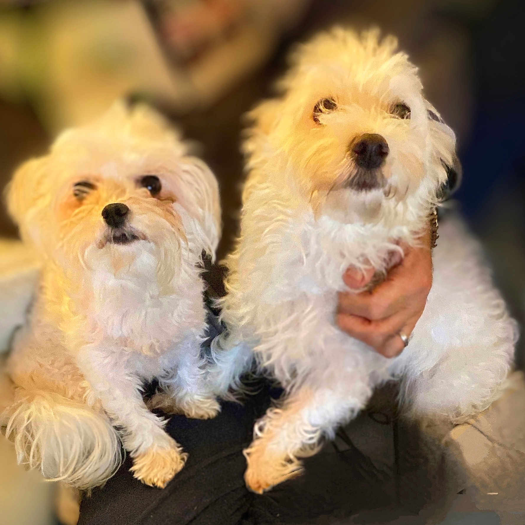 Choupinette Et Doune