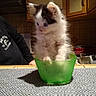 kitten, cat, fluffy, black_and_white, green_bowl, kitchen, table, tablecloth, person, cabinets, dishes, colander, indoor, cute, sitting, long_fur, blue_eyes, portrait, home, funny