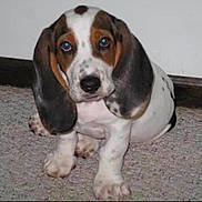 Oscar joined the competition — help win amazing prizes! dog, puppy, basset_hound, pet, indoor, carpet, wall, cute, ears, portrait, sitting, brown_white, spots, floor, young, animal, looking_at_camera, blue_eyes, paw, photo