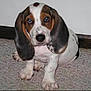 animal, basset_hound, blue_eyes, brown_white, carpet, cute, dog, ears, floor, indoor, looking_at_camera, paw, pet, photo, portrait, puppy, sitting, spots, wall, young
