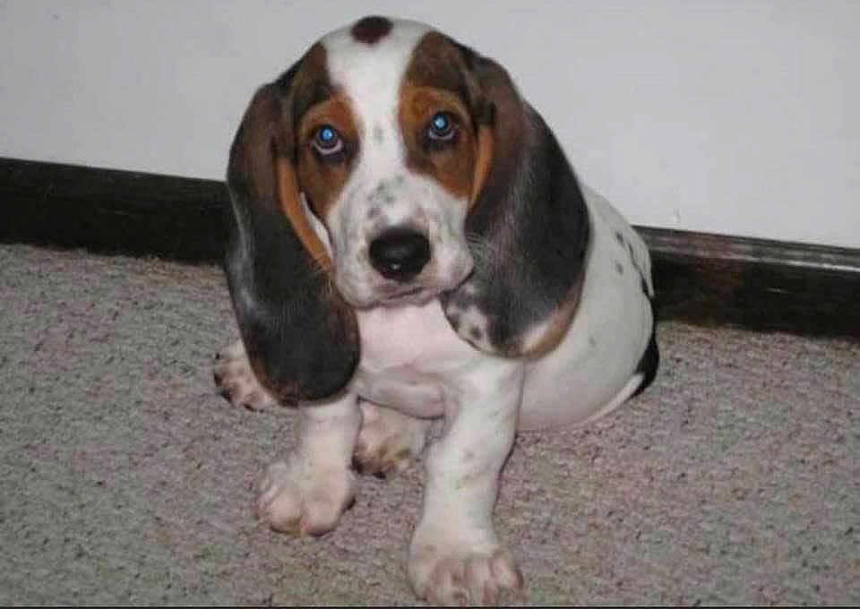 Oscar joined the competition — help win amazing prizes! dog, puppy, basset_hound, pet, indoor, carpet, wall, cute, ears, portrait, sitting, brown_white, spots, floor, young, animal, looking_at_camera, blue_eyes, paw, photo