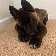 Malik joined the competition — help win amazing prizes! puppy, dog, carpet, indoor, pet, animal, ears, cute, brown, black, floor, lying, looking, young, domestic, canine, fur, paws, house, wall