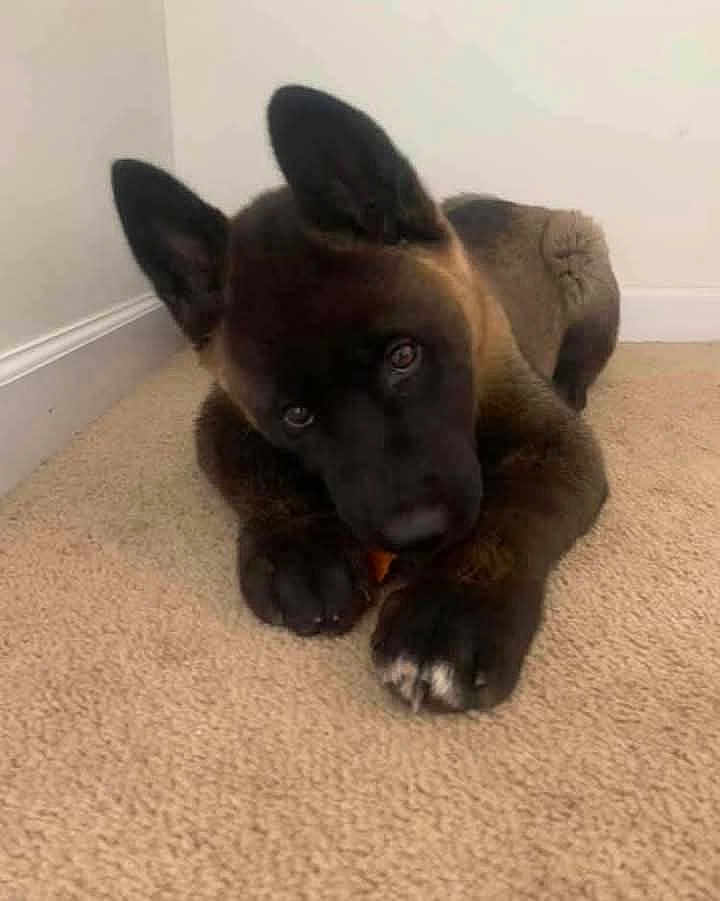 Malik joined the competition — help win amazing prizes! puppy, dog, carpet, indoor, pet, animal, ears, cute, brown, black, floor, lying, looking, young, domestic, canine, fur, paws, house, wall