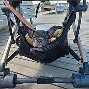 Aloha a rejoint le concours — aidez-le/la à gagner de superbes lots ! animal, bench, boardwalk, curious, cute, daylight, dog, ears, face, french_bulldog, leash, mesh_bag, outdoor, pet, pet_accessory, puppy, stroller, sunlight, wooden_floor, young_dog