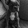 Aloha a rejoint le concours — aidez-le/la à gagner de superbes lots ! animal, black_and_white, closeup, couch, cute, dog, ears, expression, face, french_bulldog, fur, home, indoor, pet, pillow, portrait, puppy, sitting, texture, whiskers