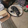 dog, kitten, pet_bed, cat, indoor, carpet, cardboard_box, crate, furniture, relaxed, sleepy, curious, black_dog, black_and_white_cat, pet, home, cozy, animal, companion, resting