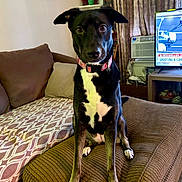 Sadie joined the competition — help win amazing prizes! dog, black_and_white, collar, couch, living_room, television, air_conditioner, cushion, curious, sitting, indoor, furniture, pet, brown, pattern, screen, news, ears, floor, home