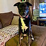 dog, black_and_white, collar, couch, living_room, television, air_conditioner, cushion, curious, sitting, indoor, furniture, pet, brown, pattern, screen, news, ears, floor, home