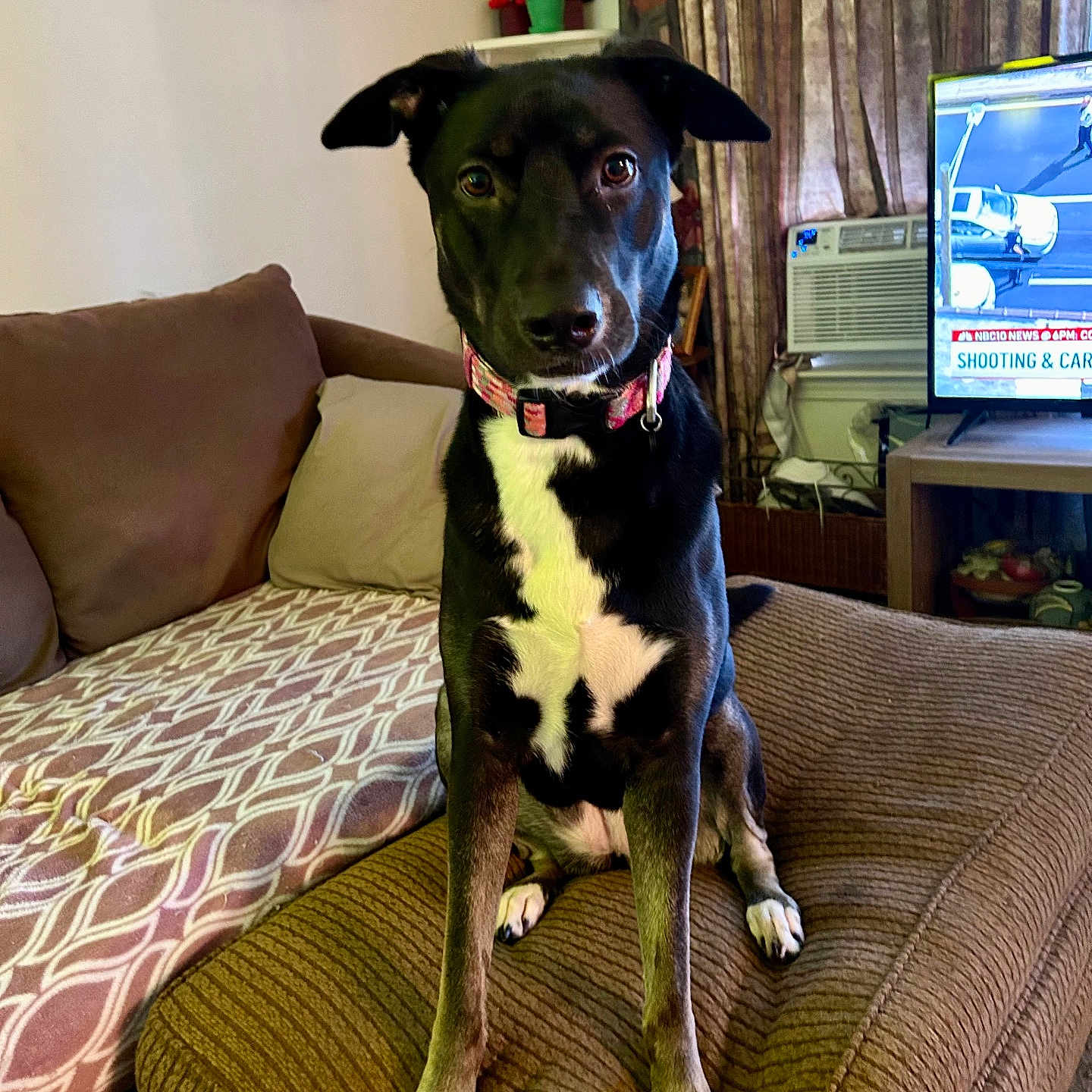 Sadie joined the competition — help win amazing prizes! air_conditioner, black_and_white, brown, collar, couch, curious, cushion, dog, ears, floor, furniture, home, indoor, living_room, news, pattern, pet, screen, sitting, television