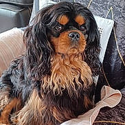 Willy a rejoint le concours — aidez-le/la à gagner de superbes lots ! dog, cavalier_king_charles_spaniel, pet, fur, black_and_tan, couch, pillow, towel, indoor, portrait, animal, long_hair, relaxed, seated, home, cozy, decor, furniture, companion, cute