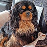 animal, black_and_tan, cavalier_king_charles_spaniel, companion, couch, cozy, cute, decor, dog, fur, furniture, home, indoor, long_hair, pet, pillow, portrait, relaxed, seated, towel