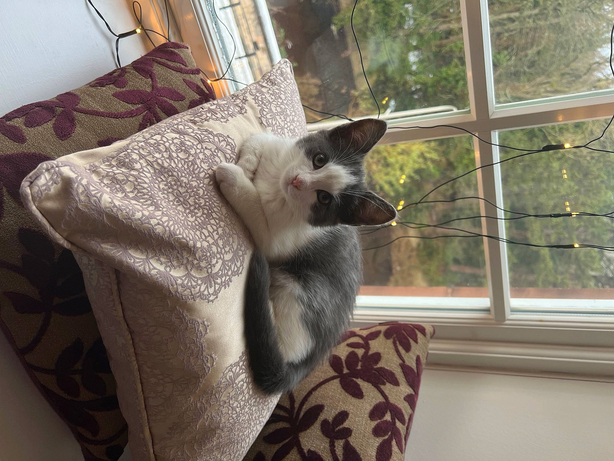 Juniper joined the competition — help win amazing prizes! carnivore, cat, cat_supply, chair, comfort, companion_dog, domestic_short_haired_cat, fawn, felidae, fur, grey, linens, room, small_to_medium_sized_cats, tail, textile, whiskers, window, window_blind, wood