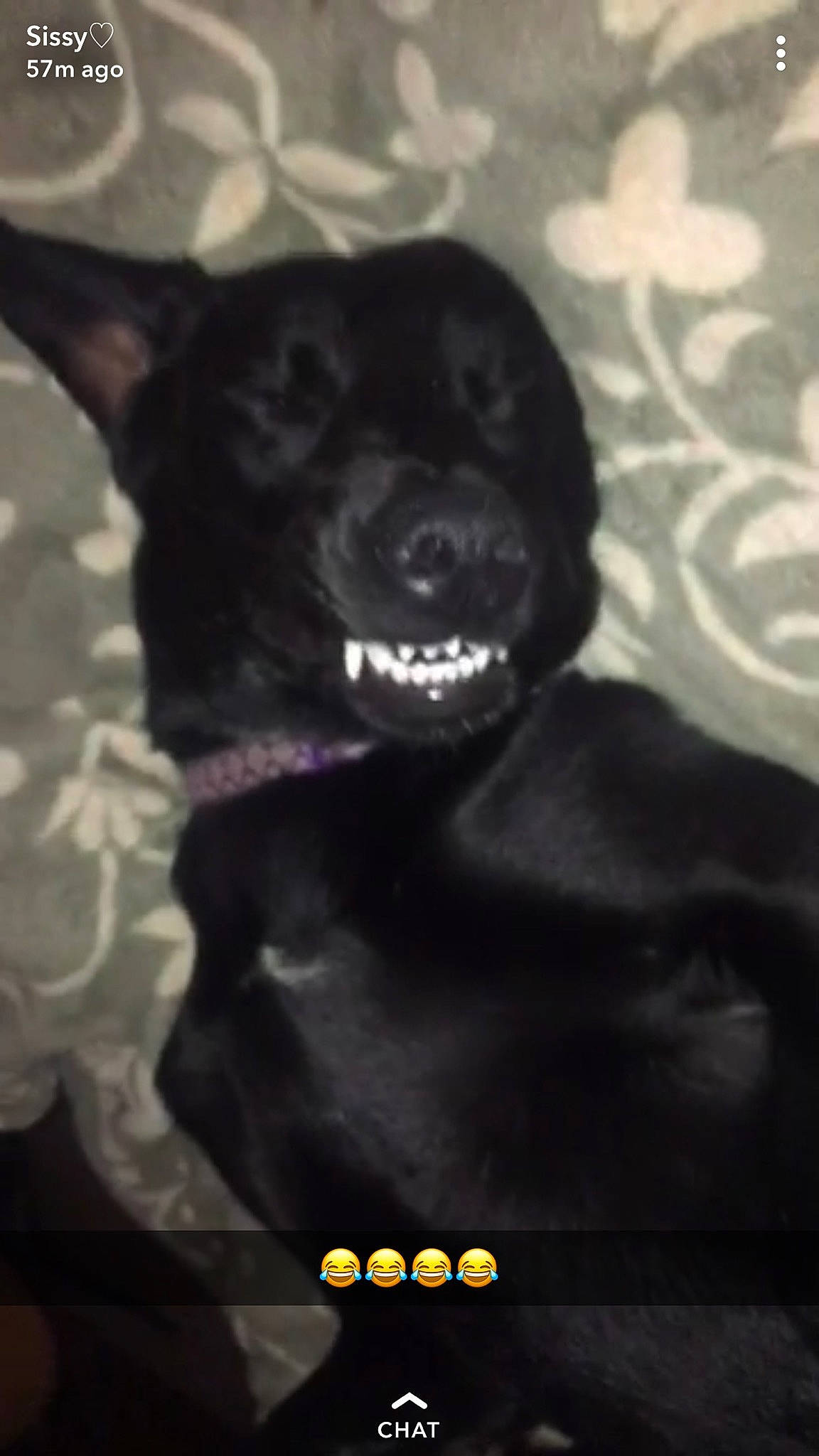 Lucy joined the competition — help win amazing prizes! borador, canidae, carnivore, companion_dog, darkness, dog, dog_breed, dog_collar, fang, font, fur, gesture, guard_dog, jaw, monochrome_photography, snout, sporting_group, toy_dog, whiskers, working_animal