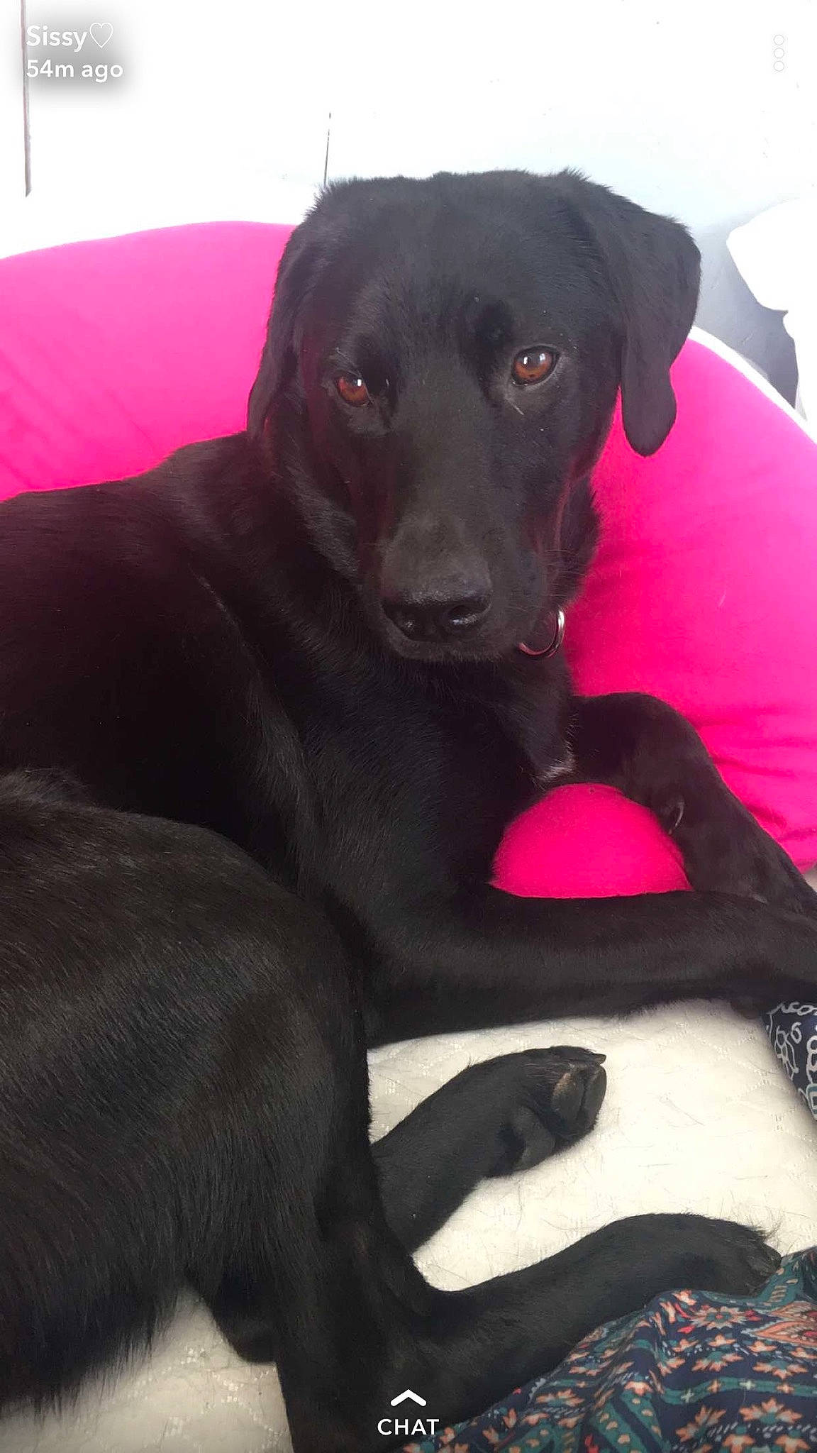 Lucy is registered to the contest to win money with this photo: black, borador, canidae, carnivore, comfort, companion_dog, couch, dog, dog_breed, dog_supply, fur, guard_dog, gun_dog, labrador_retriever, magenta, retriever, snout, sporting_group, whiskers, working_animal