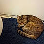 Tiger joined the competition — help win amazing prizes! animal, cat, cozy, curled_up, domestic, ear, feline, floor, fur, home, indoor, looking, mammal, pet, resting, rug, tabby, tail, texture, whiskers