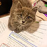 Alma a rejoint le concours — aidez-le/la à gagner de superbes lots ! animal, cat, closeup, curious, cute, desk, domestic, eyes, fluffy, fur, gray, indoor, kitten, looking, math_notes, paper, pet, study, text, young