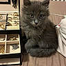 kitten, gray_cat, jewelry_box, rings, necklaces, bed, furniture, indoor, pet, cute, small, fur, curious, animal, domestic_cat, accessories, soft, closeup, resting, cozy