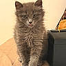 Alma a rejoint le concours — aidez-le/la à gagner de superbes lots ! animal, box, cat, curious, cute, domestic_cat, ears, feline, fluffy, gray_fur, indoor, kitten, paper, paws, pet, small, table, tongue_out, whiskers, young
