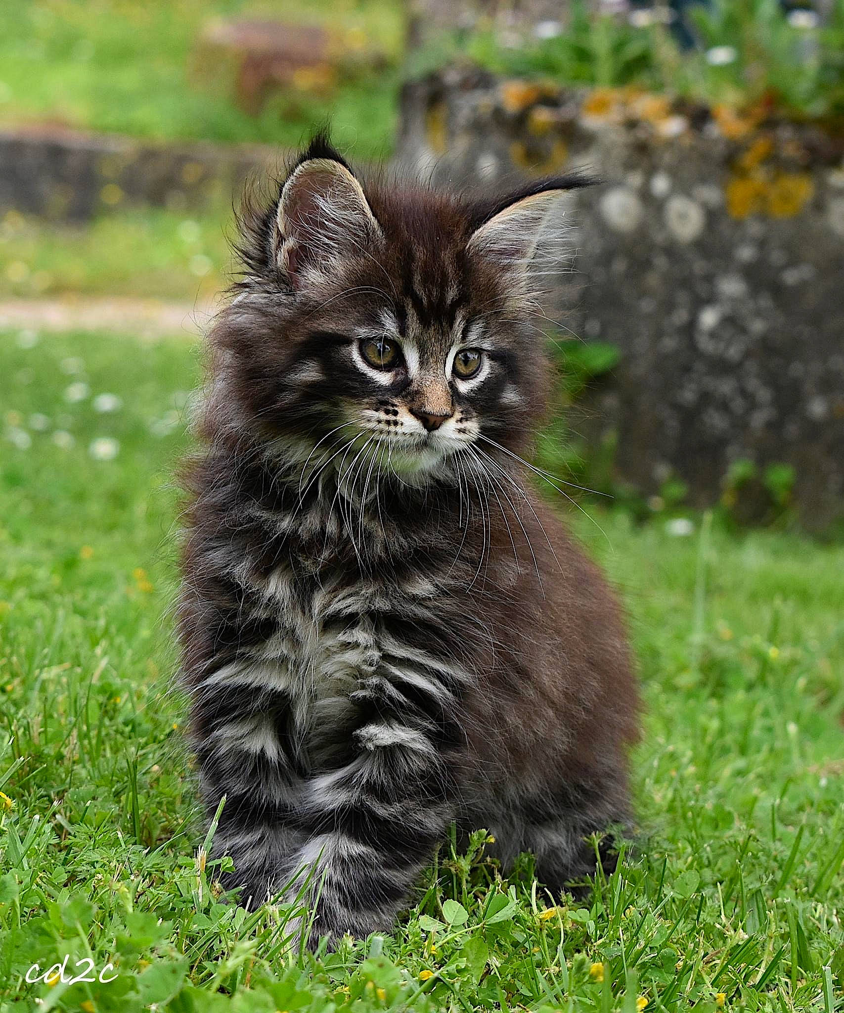 Thorin participe au concours pour gagner de l'argent avec cette photo : british_longhair, carnivore, cat, domestic_short_haired_cat, felidae, fur, grass, grassland, groundcover, lynx, maine_coon, norwegian_forest_cat, plant, sitting, small_to_medium_sized_cats, snout, tail, terrestrial_animal, whiskers, wildlife