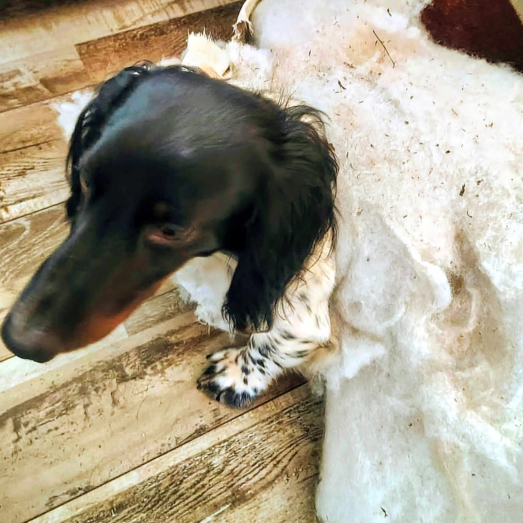 Smokey joined the competition — help win amazing prizes! animal, black, blurry, canine, companion, curious, dog, domestic, floor, fluffy, fur, indoor, long_ears, paw, pet, rug, shy, spot, white, wooden_floor