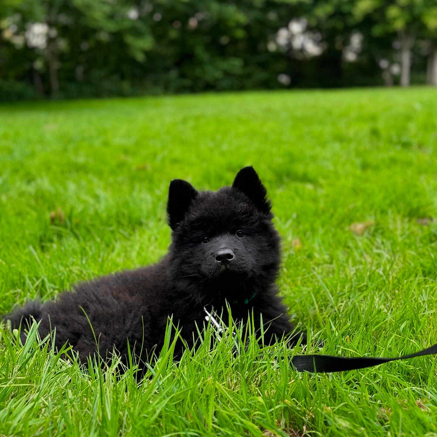 Vynce participe au concours pour gagner de l'argent avec cette photo : accessories, animal, bear, canine, dog, field, grass, grassland, green, lawn, nature, outdoors, pet, plant, puppy, strap, terrier, tree, vegetation, yard