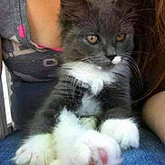 Silverado is registered to the contest to win money with this photo: animal, casual_clothing, cat, closeup, cute, domestic_cat, feline, fluffy, gray_cat, indoor, kitten, lap, person, pet, pink_pads, resting, whiskers, white_paws, yellow_eyes, young_cat