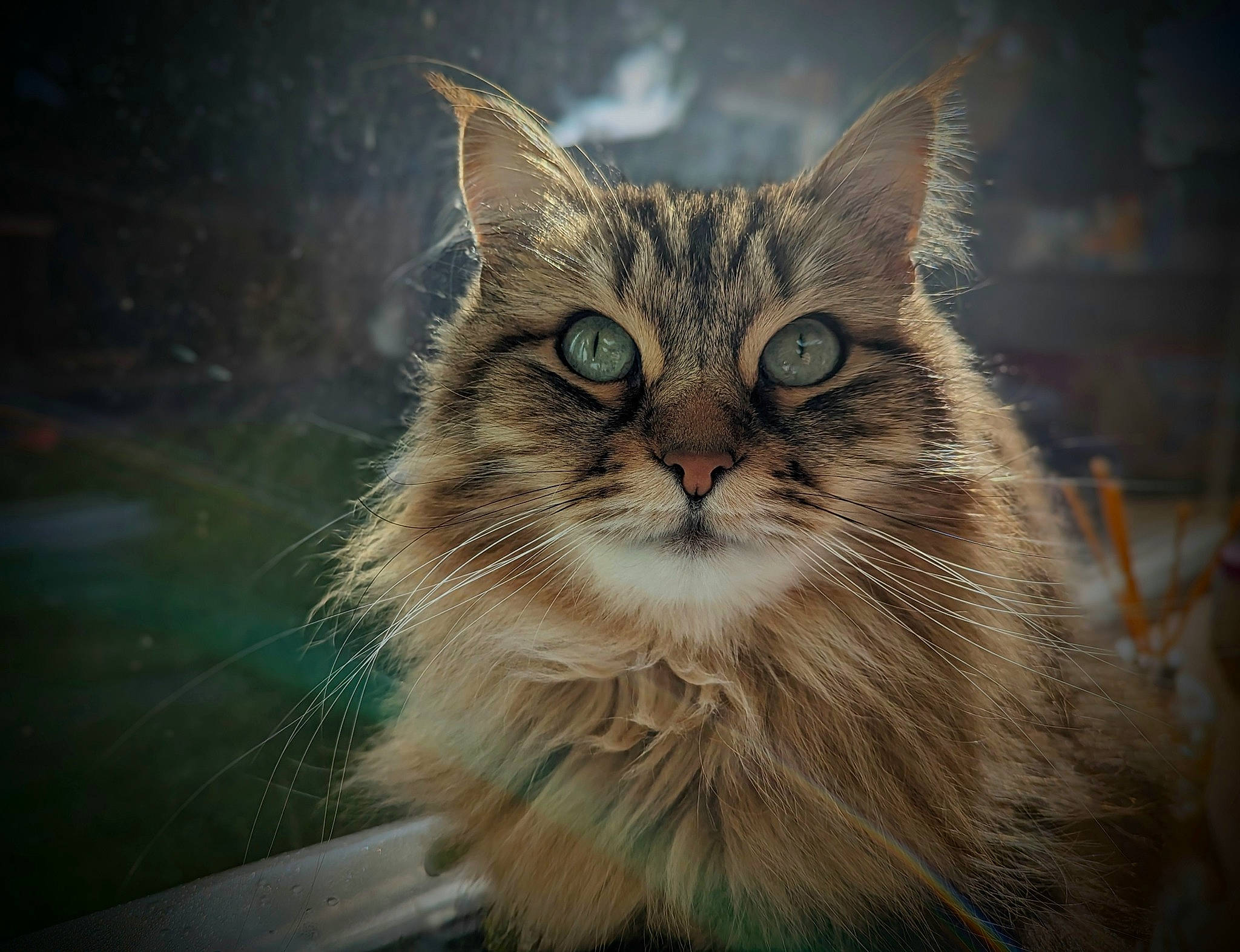 Mia joined the competition — help win amazing prizes! art, carnivore, cat, cloud, darkness, domestic_short_haired_cat, fang, felidae, fireworks, fur, grass, small_to_medium_sized_cats, snout, terrestrial_animal, whiskers, wildlife