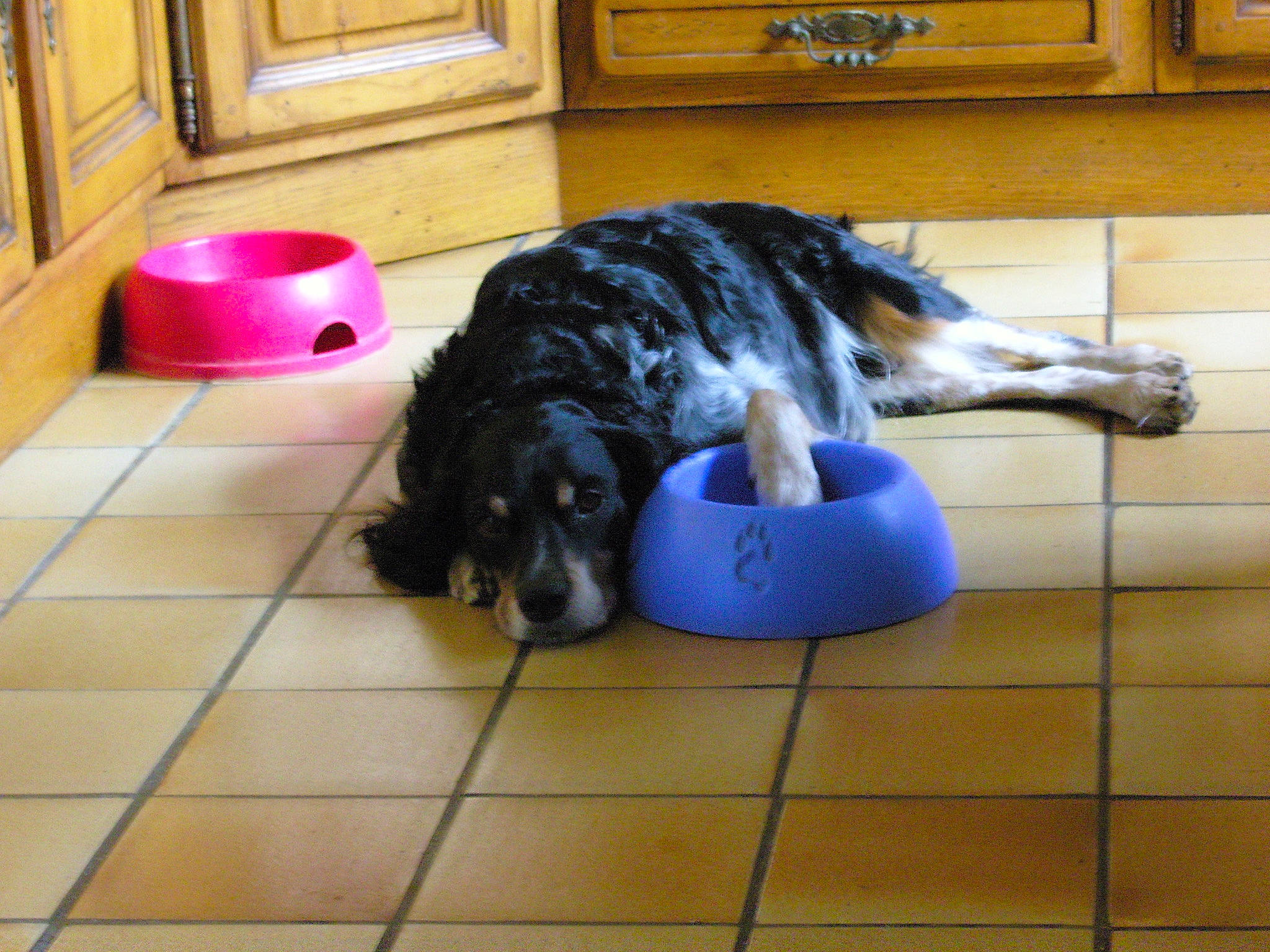 Speedy a rejoint le concours — aidez-le/la à gagner de superbes lots ! canidae, carnivore, companion_dog, dog, dog_breed, dog_toy, english_cocker_spaniel, floor, mammal, russian_spaniel, spaniel, sporting_group