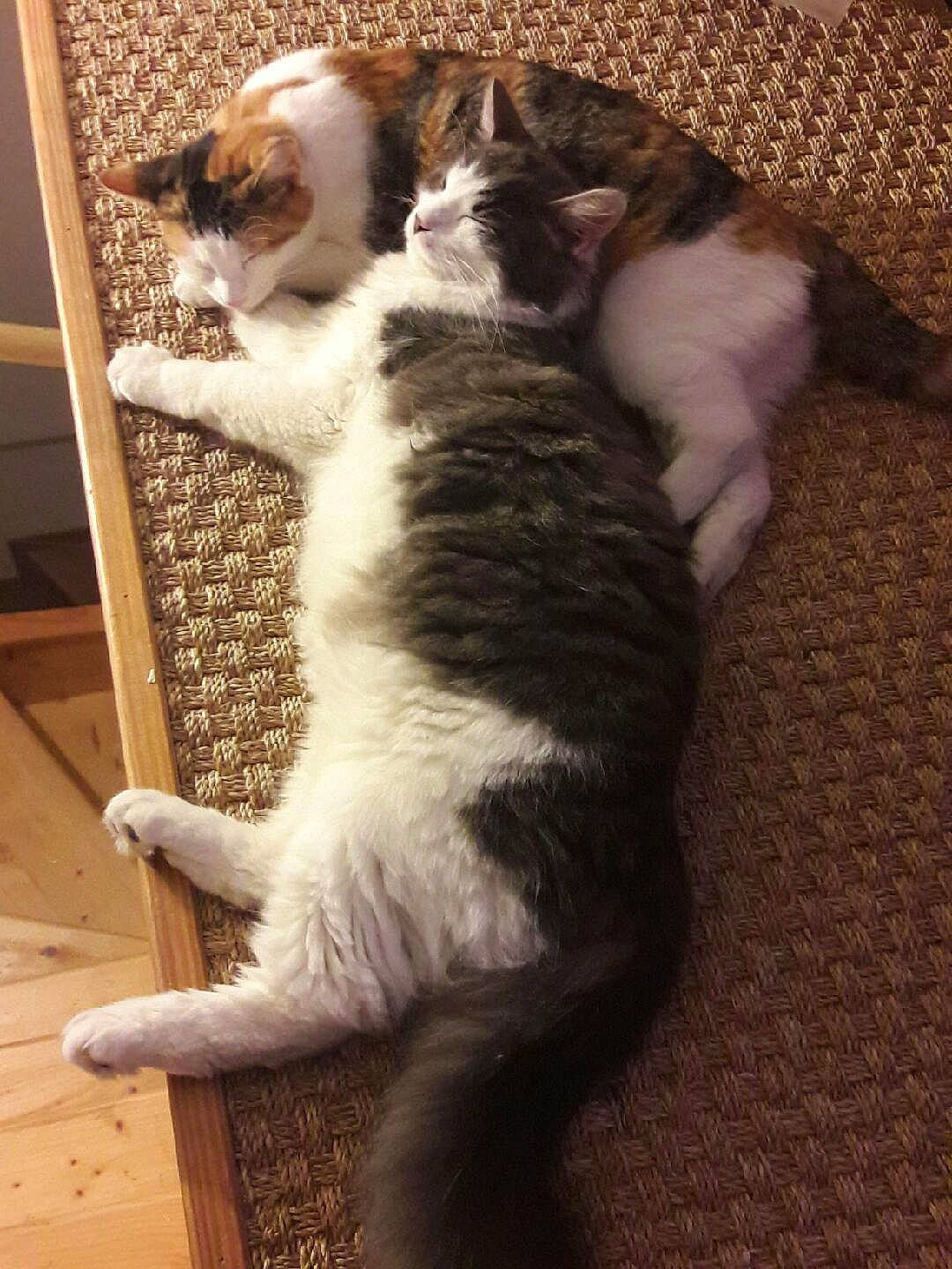 Rajah-yago a rejoint le concours — aidez-le/la à gagner de superbes lots ! carnivore, cat, domestic_short_haired_cat, european_shorthair, felidae, fur, kitten, mammal, norwegian_forest_cat, paw, polydactyl_cat, small_to_medium_sized_cats, tail, whiskers