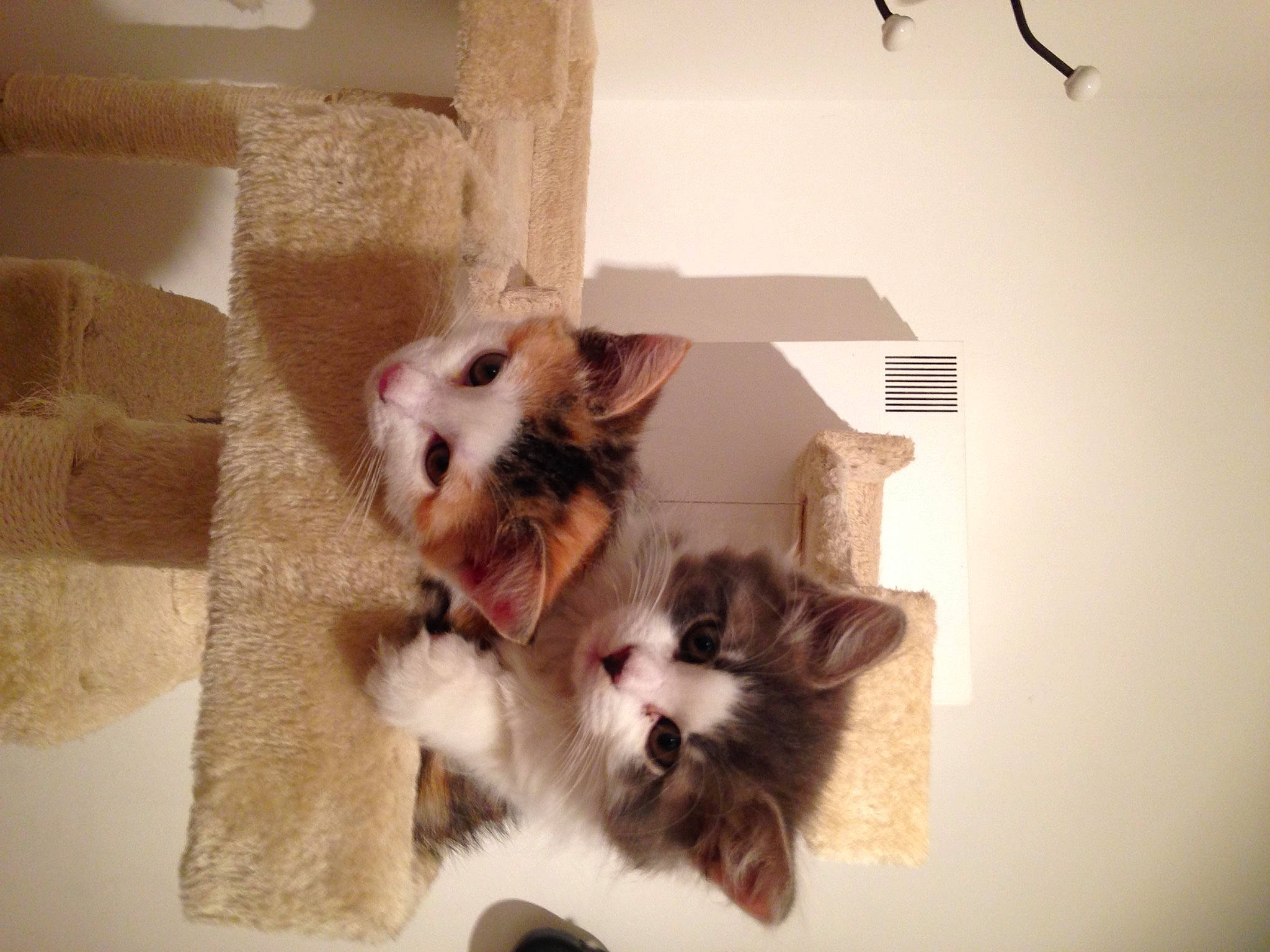 Rajah-yago participe au concours pour gagner de l'argent avec cette photo : canidae, carnivore, cat, companion_dog, dog, fawn, felidae, fur, kitten, morkie, paw, puppy, small_to_medium_sized_cats, tail, whiskers, yorkshire_terrier