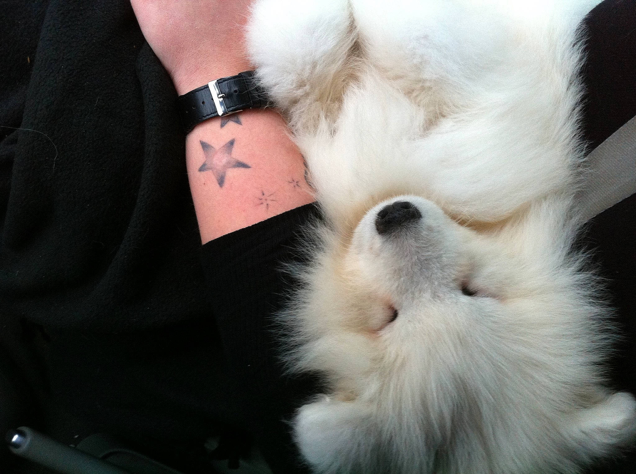 Igloo participe au concours pour gagner de l'argent avec cette photo : canidae, carnivore, companion_dog, dog, dog_breed, ear, fur, japanese_chin, non_sporting_group, pomeranian, puppy, puppy_love, snout, toy_dog