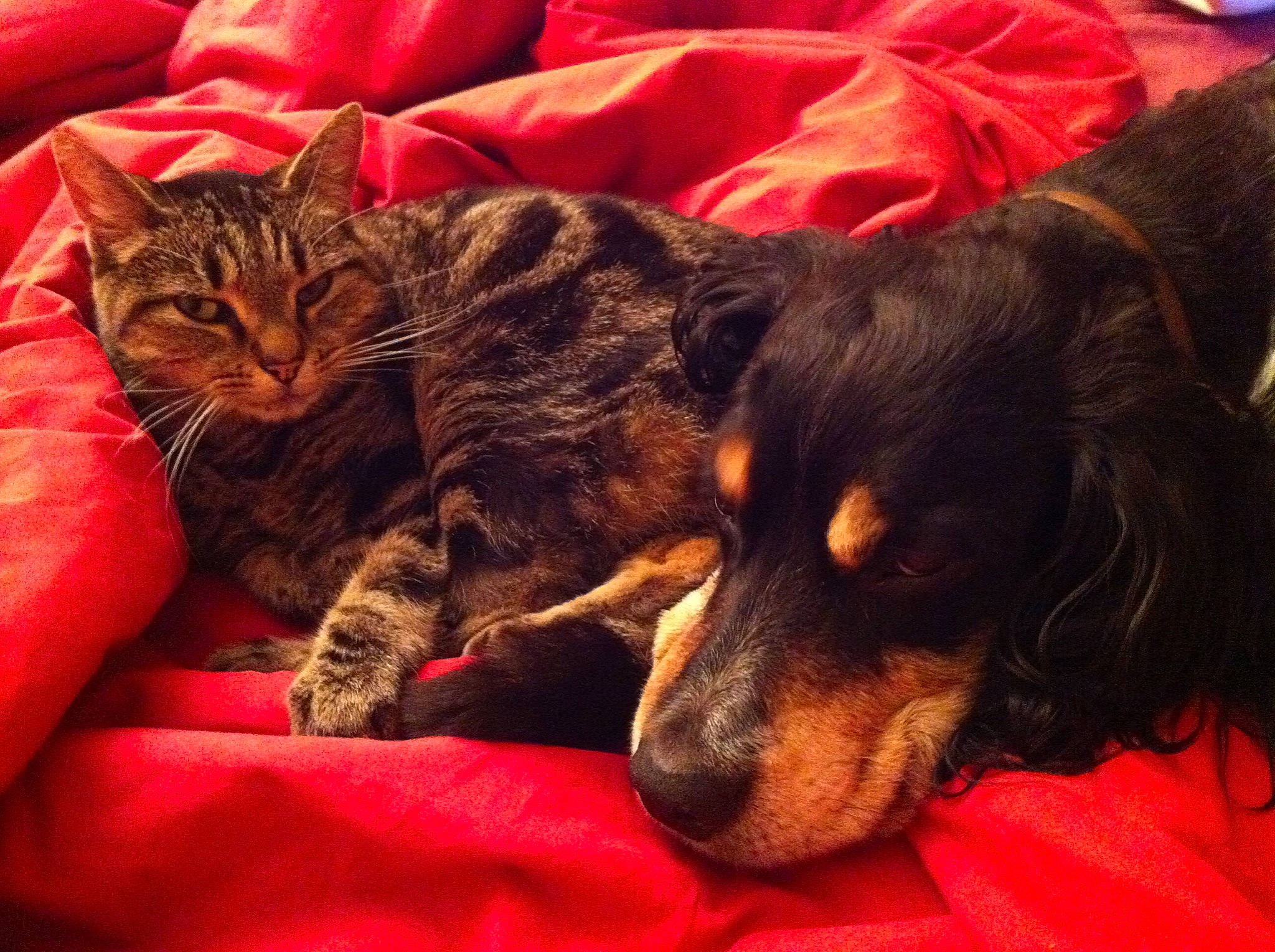 Zara a rejoint le concours — aidez-le/la à gagner de superbes lots ! bengal, canidae, carnivore, cat, companion_dog, dog, dog_breed, felidae, fur, kitten, love, mammal, nap, puppy, puppy_love, small_to_medium_sized_cats, sporting_group, tabby_cat, whiskers