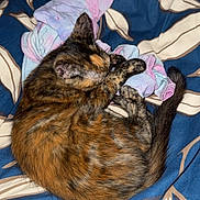 Azur participe au concours pour gagner de l'argent avec cette photo : animal, bed, blanket, cat, colorful, comfort, cozy, curled_up, cute, domestic, feline, fur, indoor, pet, relaxed, resting, sleeping, soft, tortoiseshell, warm