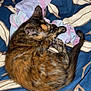 animal, bed, blanket, cat, colorful, comfort, cozy, curled_up, cute, domestic, feline, fur, indoor, pet, relaxed, resting, sleeping, soft, tortoiseshell, warm