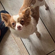 Arron a rejoint le concours — aidez-le/la à gagner de superbes lots ! dog, small_dog, brown_and_white, fluffy, pet, indoors, tile_floor, curious, tail, ears, canine, looking_up, companion, domestic_animal, cute, animal, friendly, alert, standing, fur