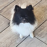 Anaya participe au concours pour gagner de l'argent avec cette photo : dog, pomeranian, pet, animal, fluffy, black_and_white, small_dog, cute, indoor, floor, tile, looking_up, ears, fur, domestic_animal, companion, mammal, adorable, sitting, curious