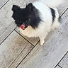 Anaya a rejoint le concours — aidez-le/la à gagner de superbes lots ! adorable, animal, black_and_white, companion, cute, dog, floor, fluffy, fur, indoors, licking, looking_up, pet, playful, pomeranian, small_dog, standing, tail, tile, tongue_out