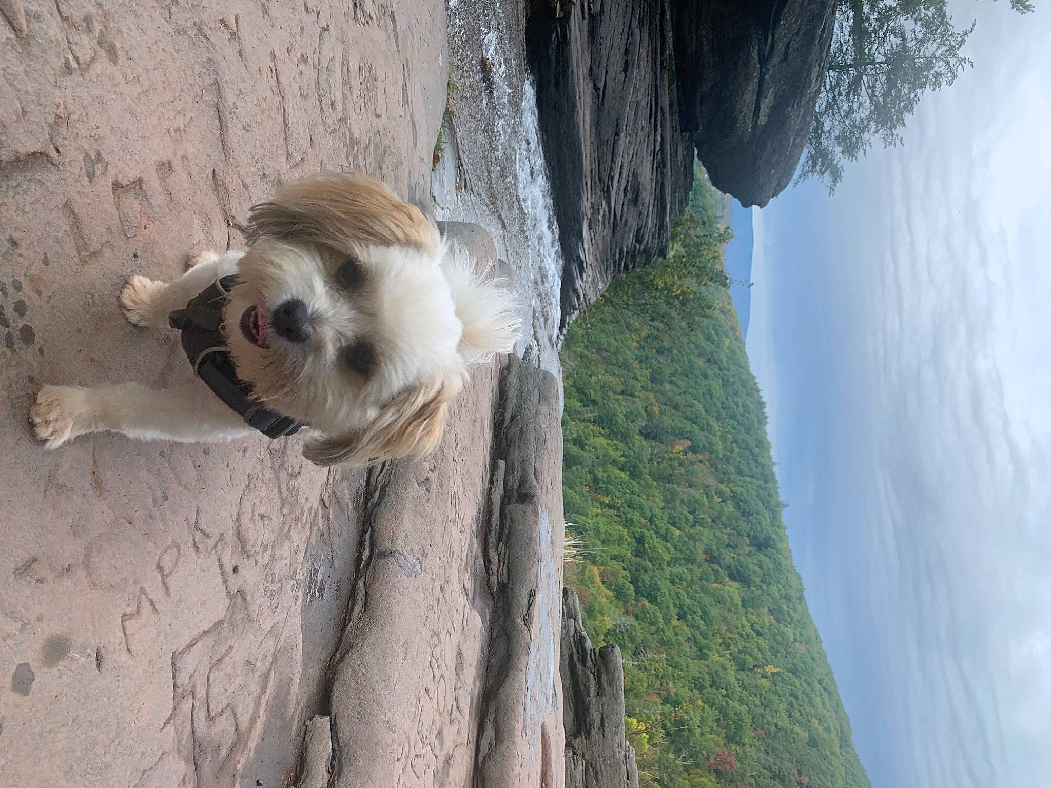 Beau joined the competition — help win amazing prizes! canidae, carnivore, cloud, companion_dog, dog, dog_breed, fawn, fur, landscape, plant, rock, sky, tree, trunk, vacation, water, wood