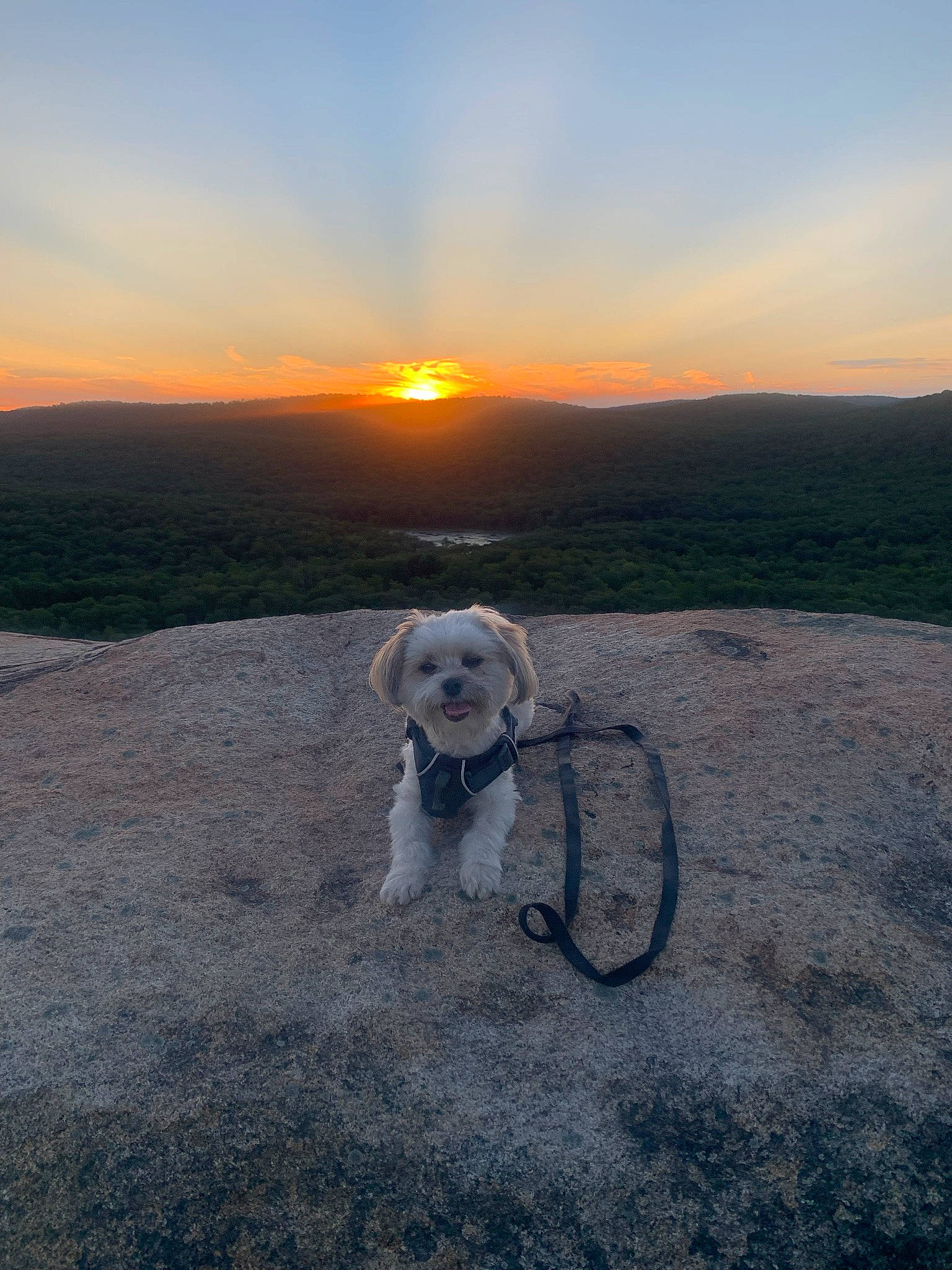 Beau joined the competition — help win amazing prizes! afterglow, carnivore, cloud, collar, companion_dog, dog, dog_breed, dusk, fawn, grass, grassland, hill, horizon, landscape, mountainous_landforms, sky, sporting_group, sunlight, sunrise, sunset