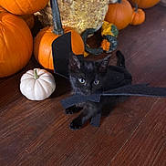 Star joined the competition — help win amazing prizes! animal, autumn, bat_wings, black_cat, cat, costume, cute, fall, festive, halloween, hardwood_floor, indoor, kitten, orange, pet, pumpkin, pumpkins, seasonal_decoration, small_pumpkin, white_pumpkin
