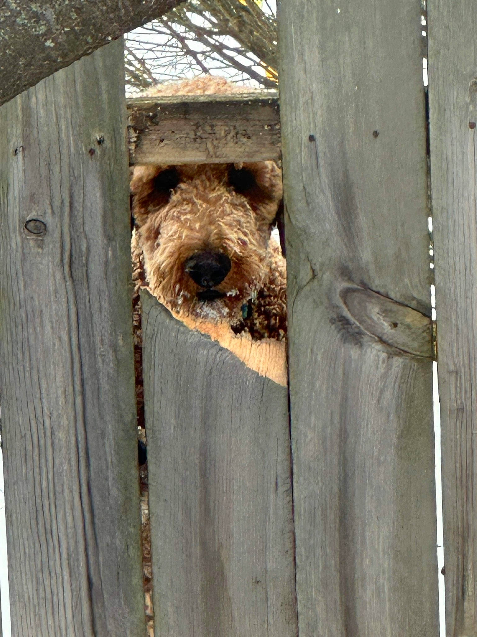 Boomer is registered to the contest to win money with this photo: building, carnivore, dog, dog_breed, door, hardwood, plank, plywood, snout, tree, trunk, twig, wildlife, wood, wood_stain